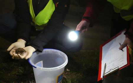 Reševalna akcija Slivniških dvoživk 11 FOTO LJUBO VUKELIČ